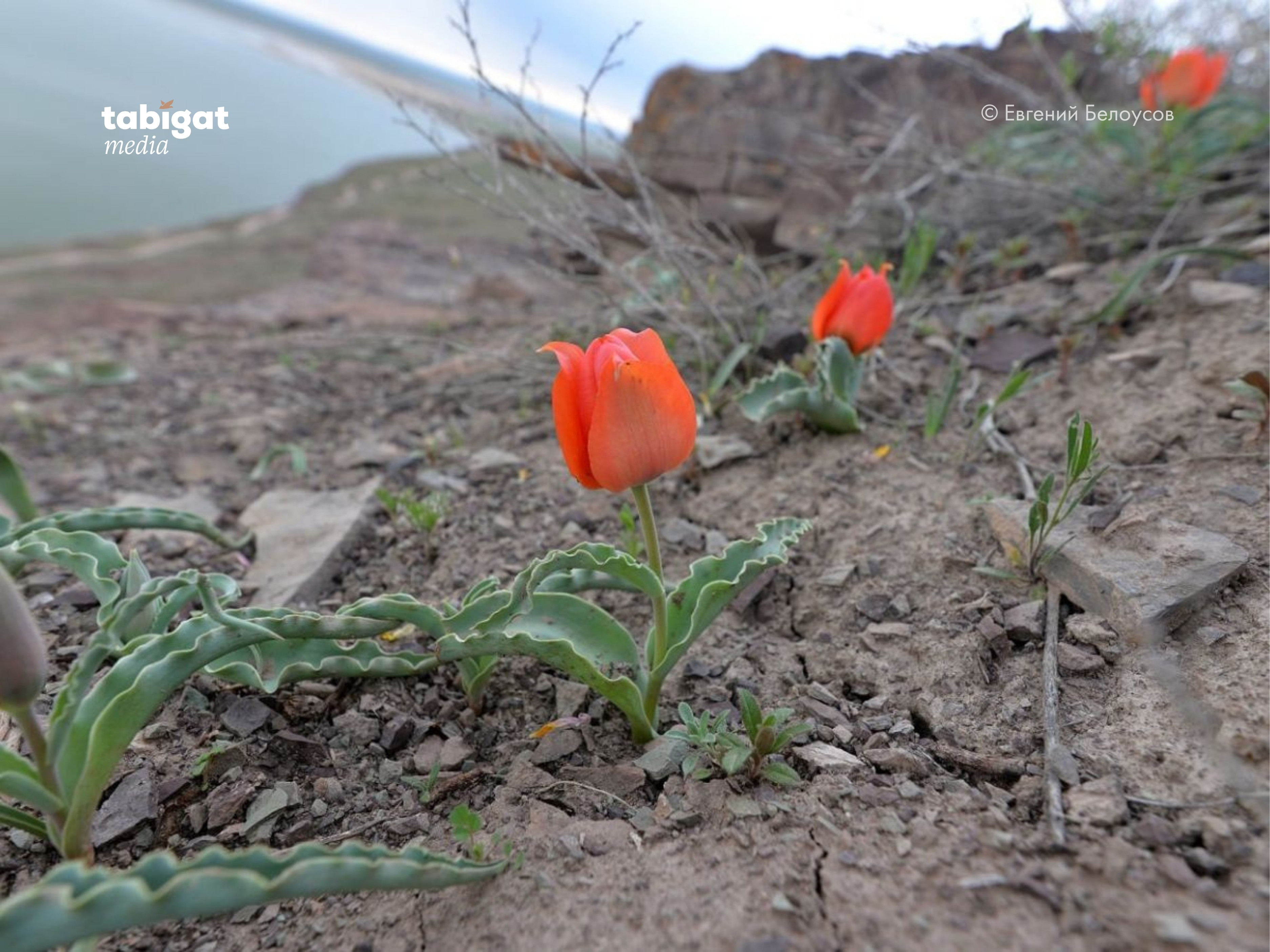 Порно: Ол оны жалайды, ал екіншісі жұлқылайды